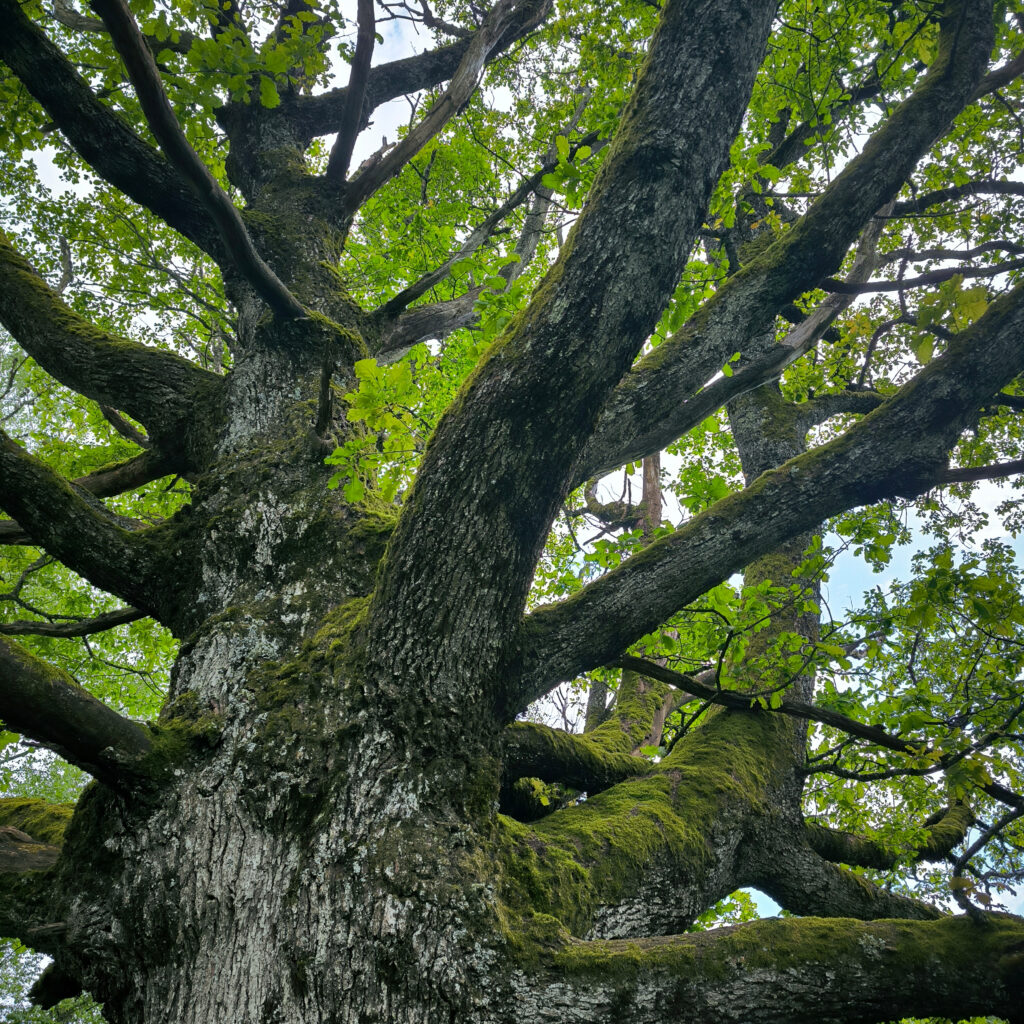 Forêt Les Terres Pures Forêt Les Terres Pures